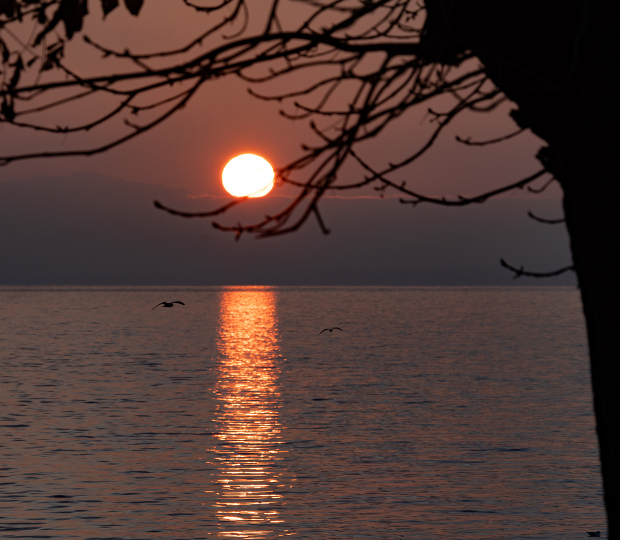 Kalter Novemberabend am Bodensee