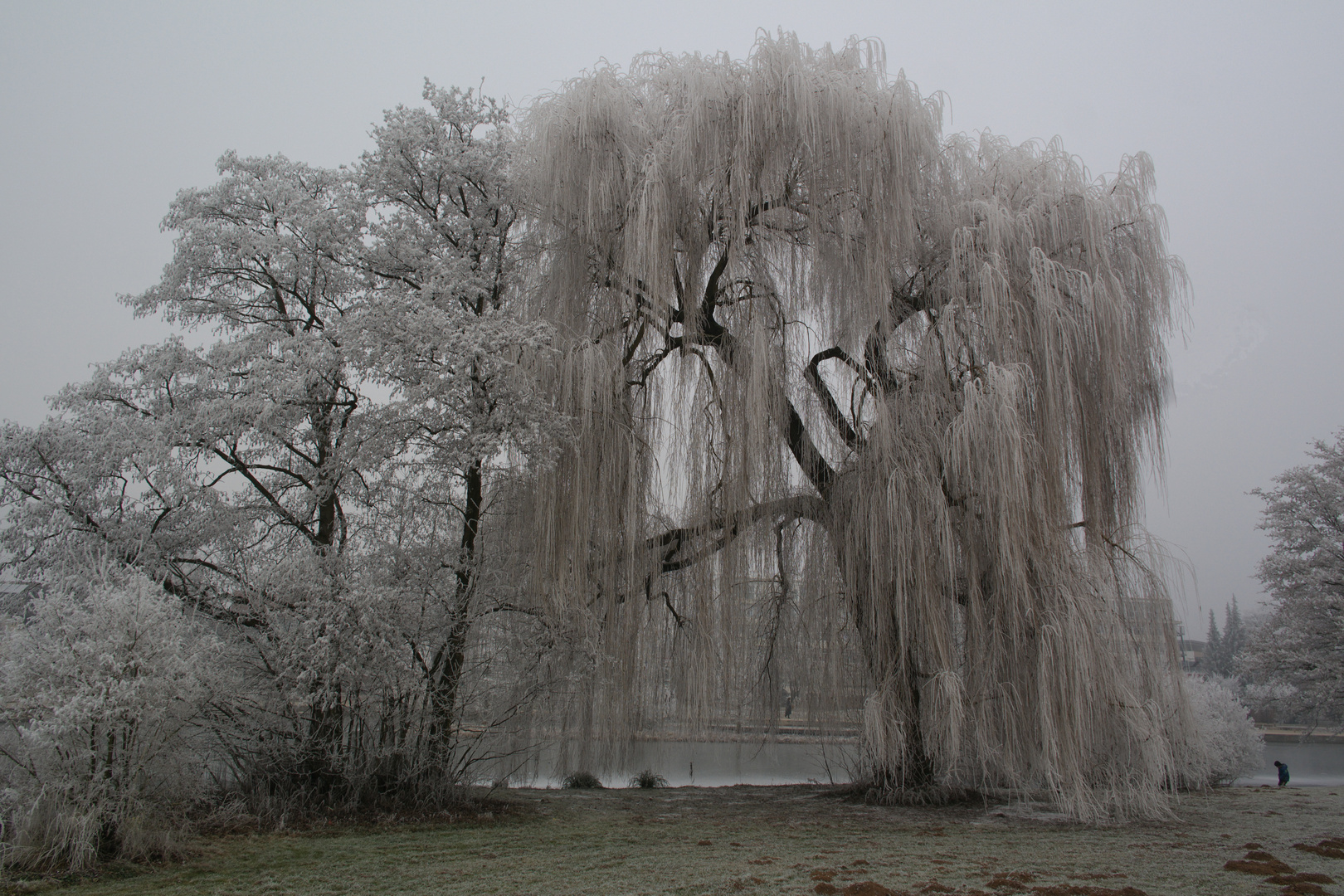 Kalter Silvestermorgen am Kurparksee