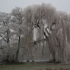 Kalter Silvestermorgen am Kurparksee