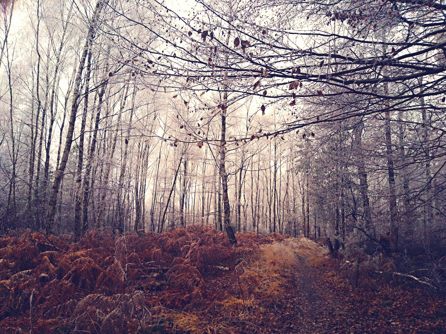 Kalter Tag im Wald 