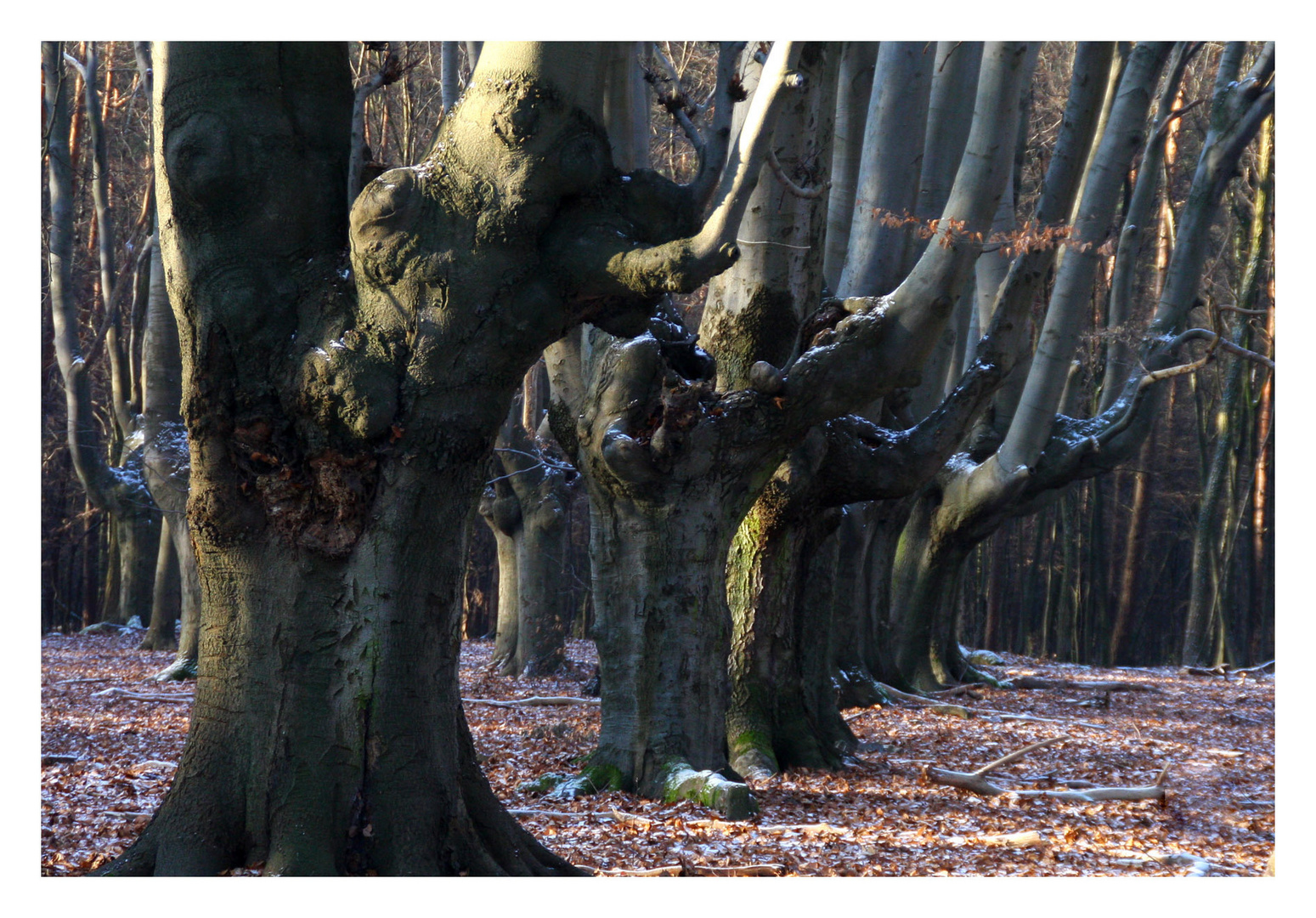 Kalter Wald