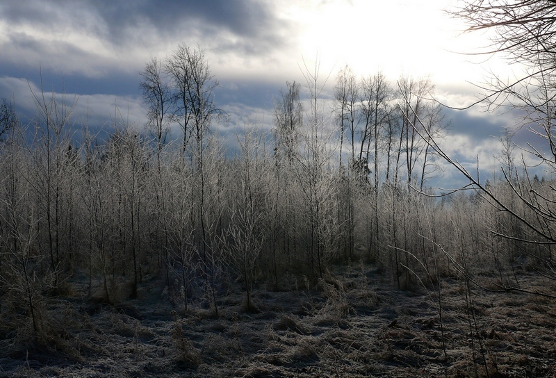 kalter Wald