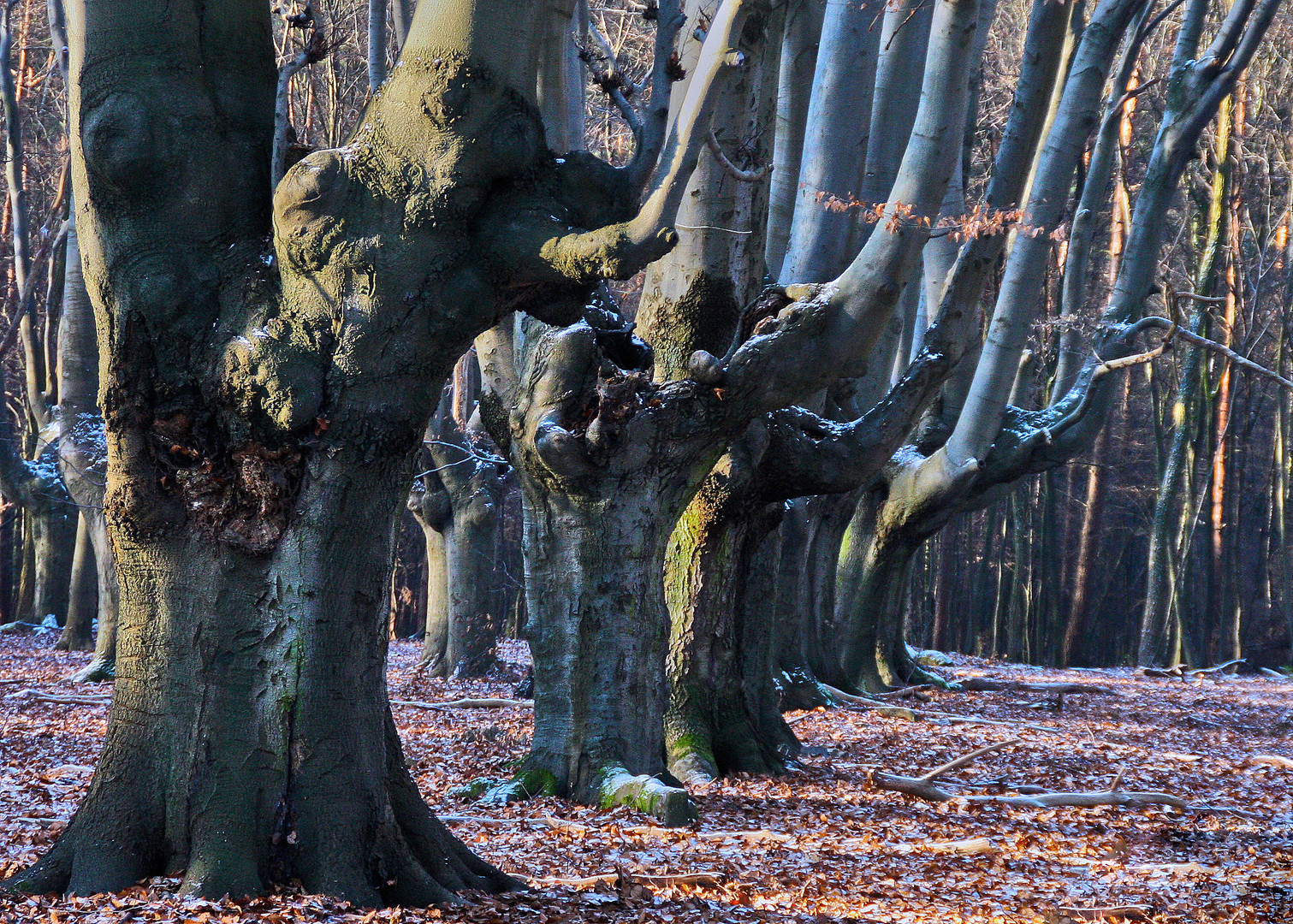 kalter Wald...II