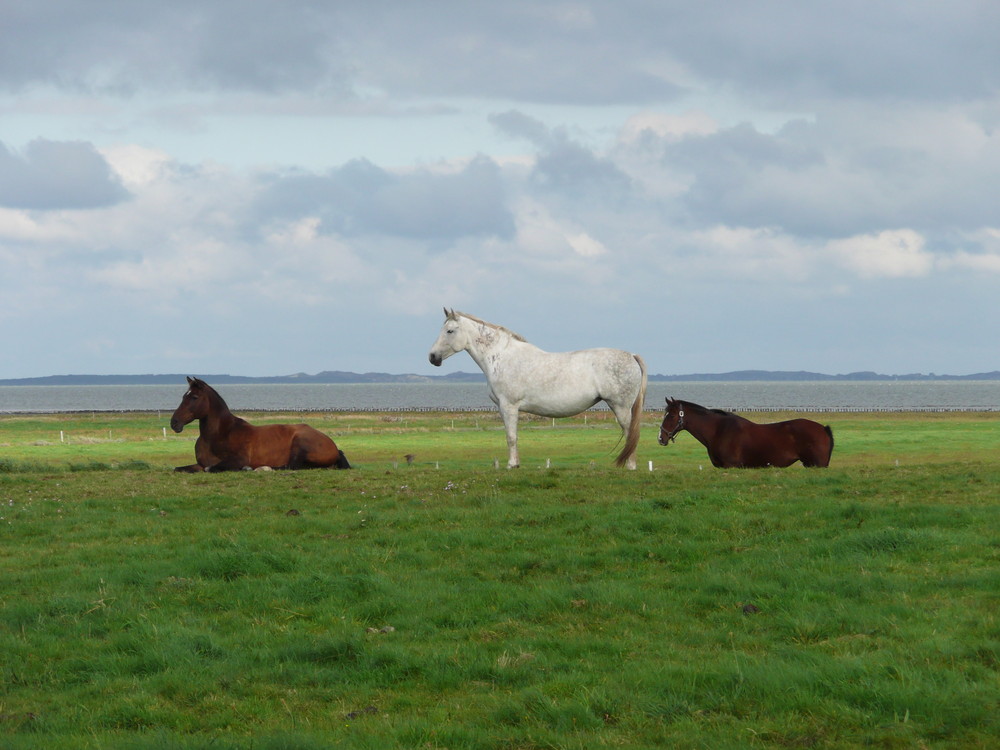 Kalter Wind auf Sylt