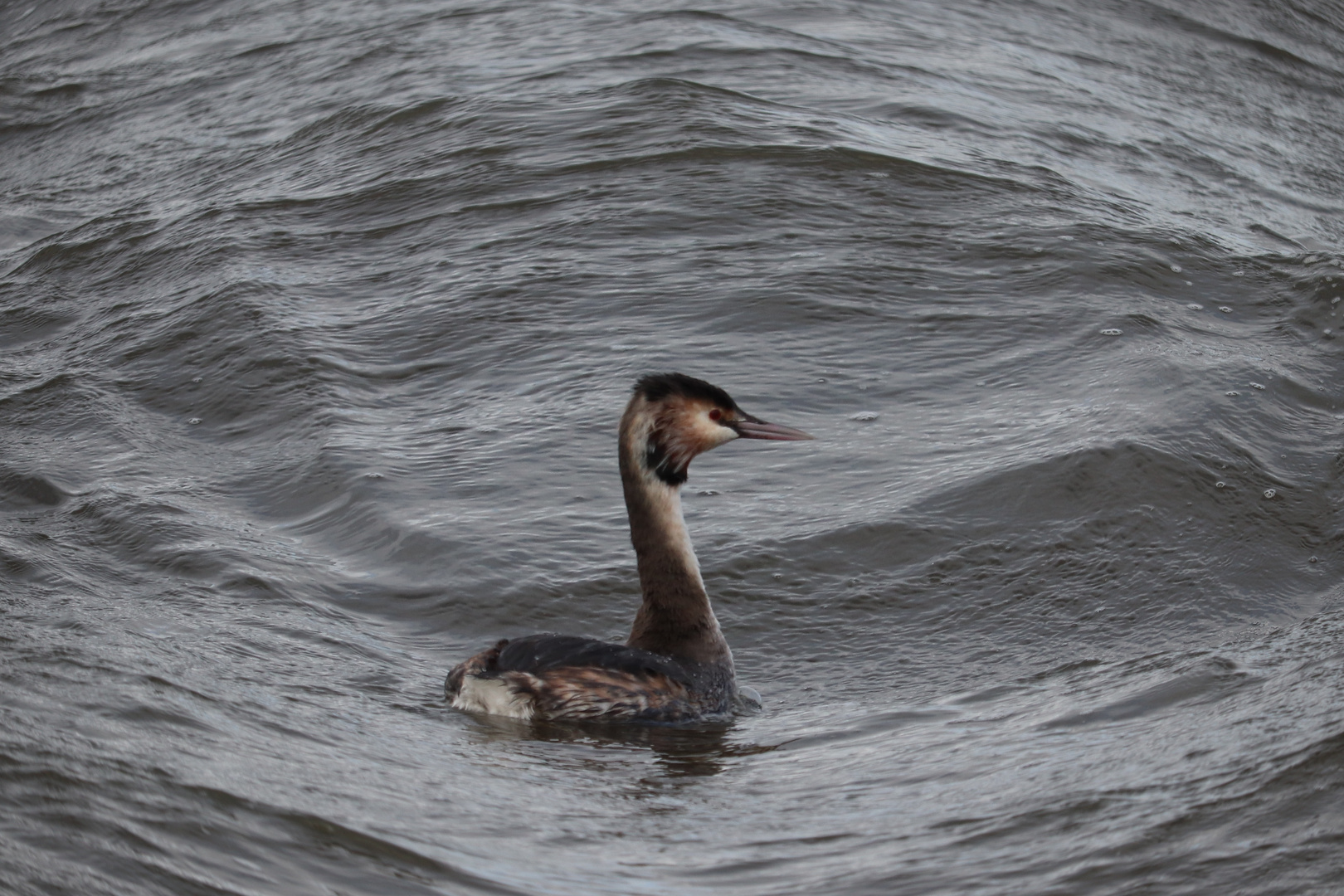 Kalter Wind und Wellengang am Steinhuder Meer.... 