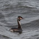 Kalter Wind und Wellengang am Steinhuder Meer.... 