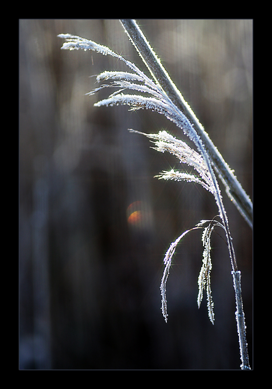 kalter Wintermorgen