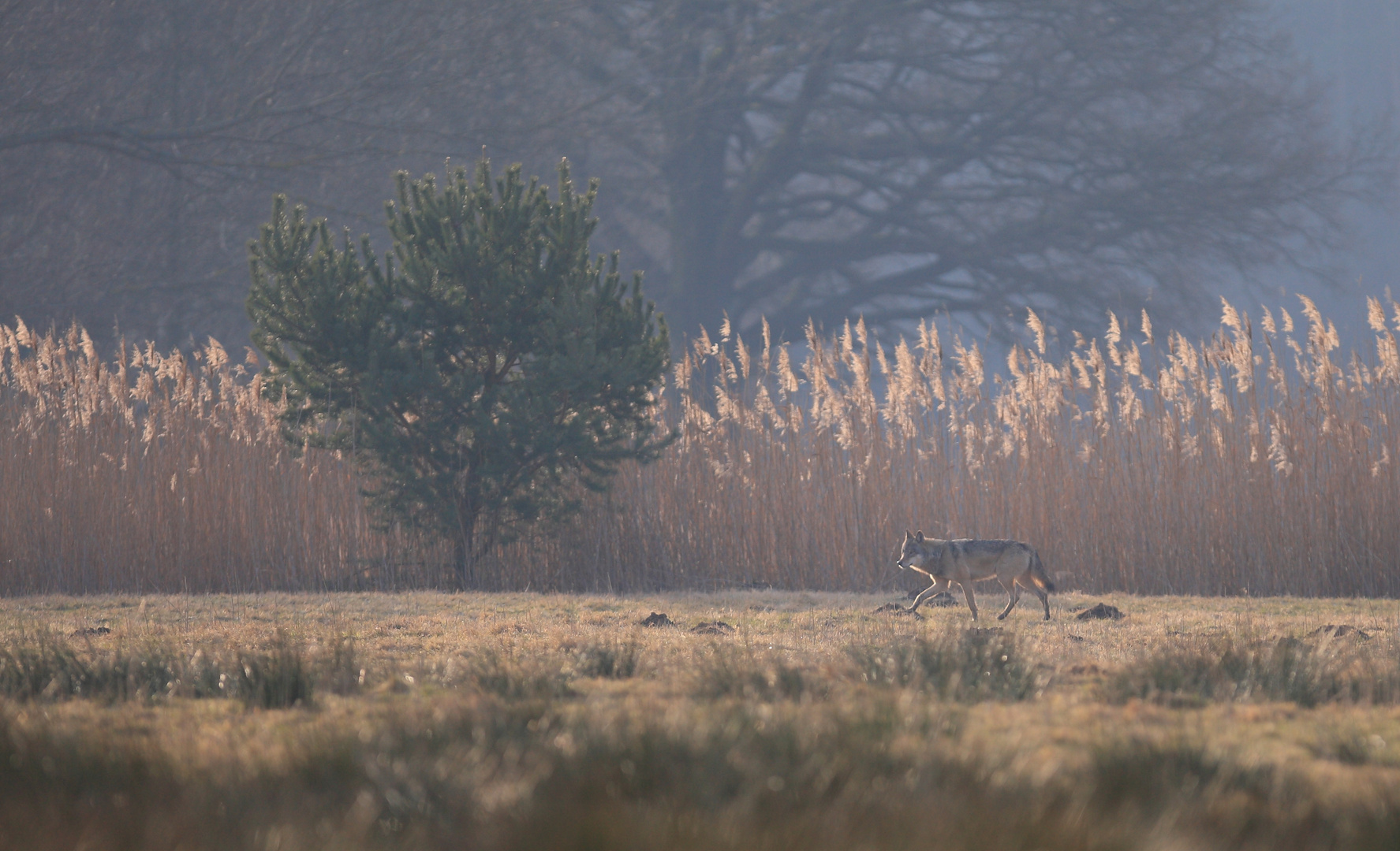 Kalter Wintermorgen