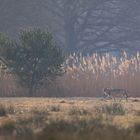 Kalter Wintermorgen