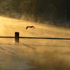 Kalter Wintermorgen am Umflut- Kanal