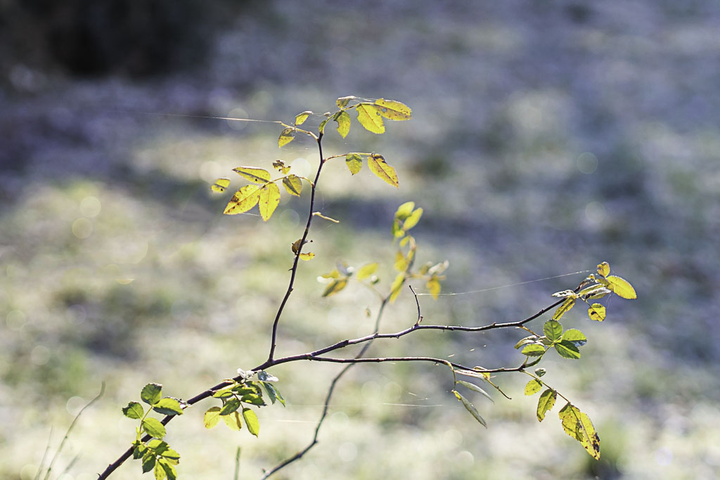 Kalter Wintermorgen