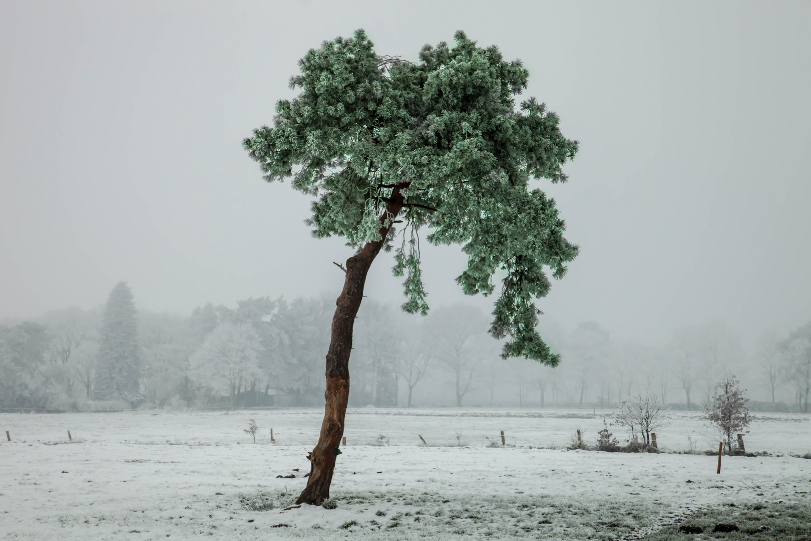 Kalter Wintermorgen im Moor