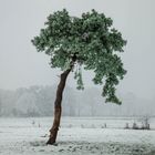 Kalter Wintermorgen im Moor