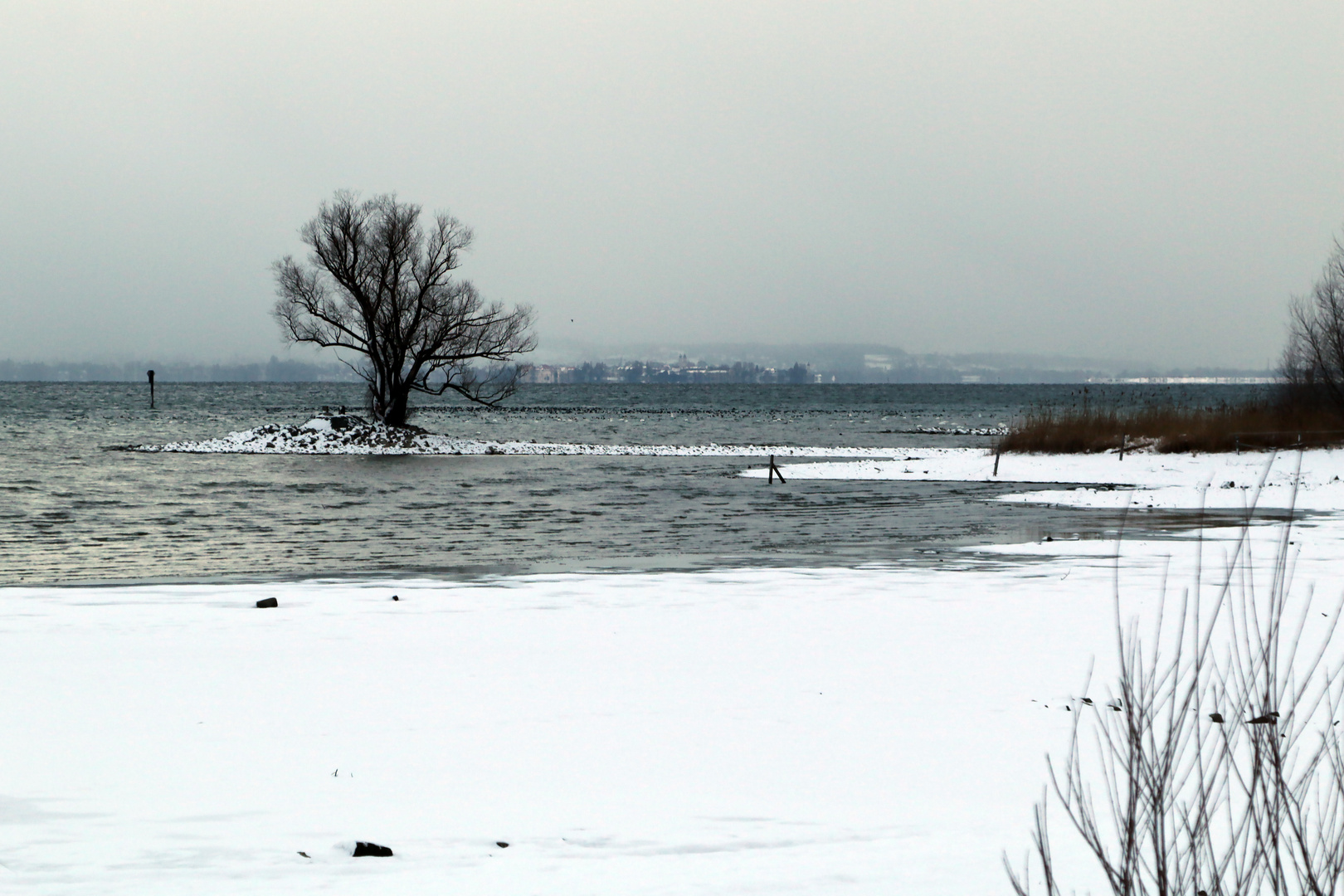 Kalter Wintertag am Rheinholz