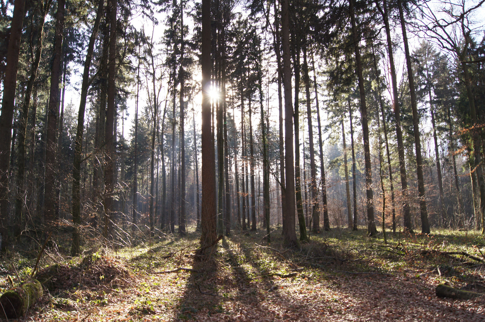 Kalter Winterwald mit Sonnenstrahl