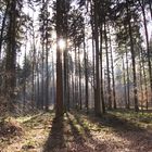 Kalter Winterwald mit Sonnenstrahl