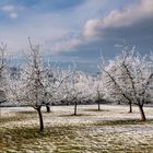 Kalter_Obstgarten