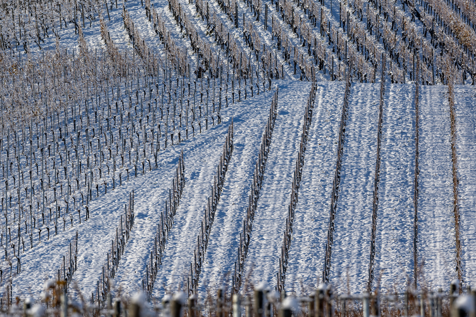 Kaltes Dezember-Wochenende in den Weinbergen