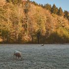 Kaltes Frühstück 