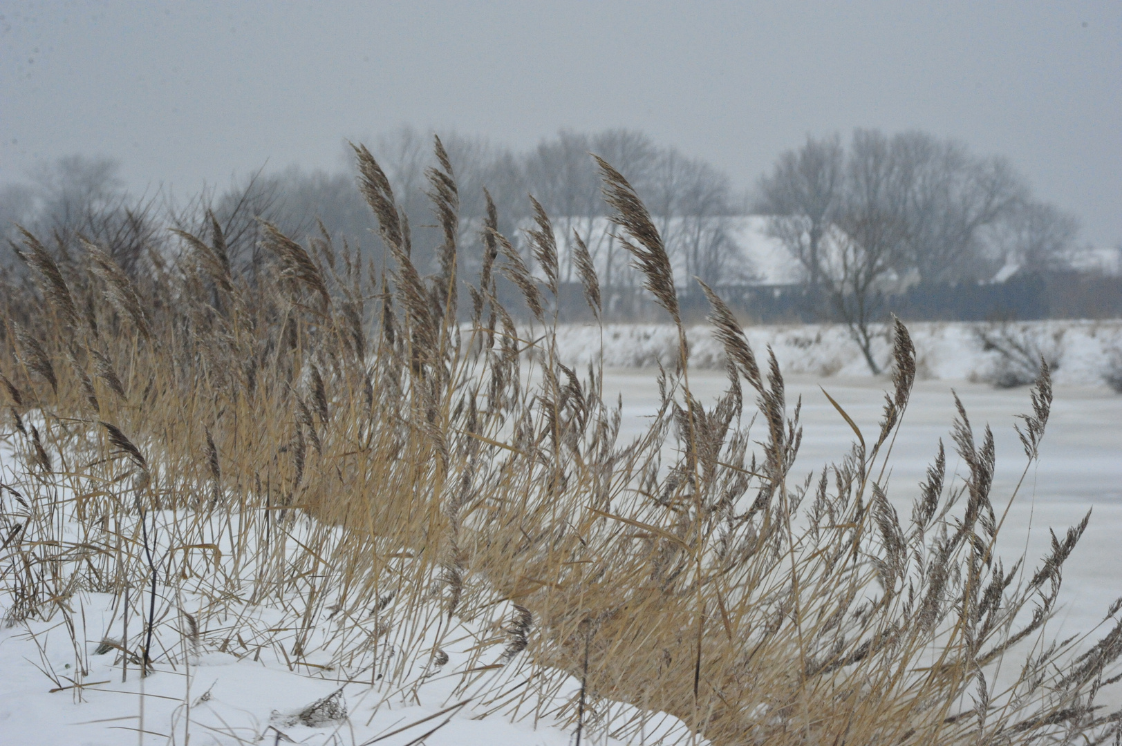 Kaltes Gras im Wind