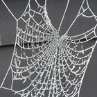 kaltes Spinnennetz