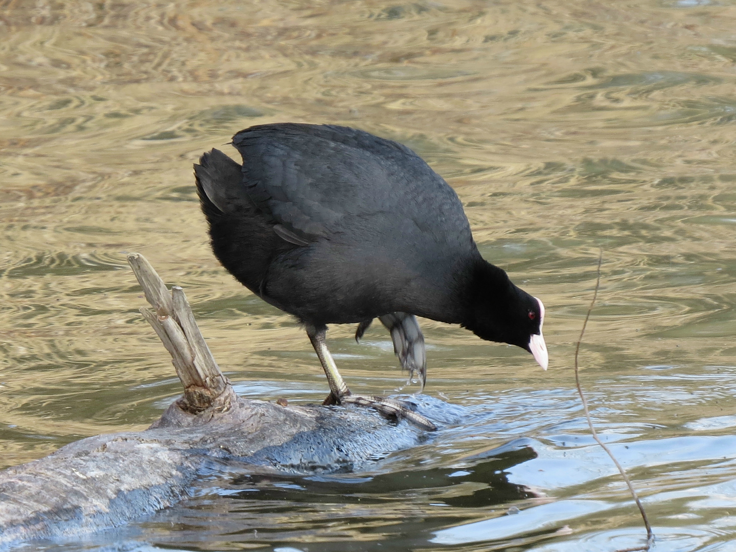 kaltes Wasser?