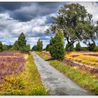 Kaltfront über der Schmarbecker Heide