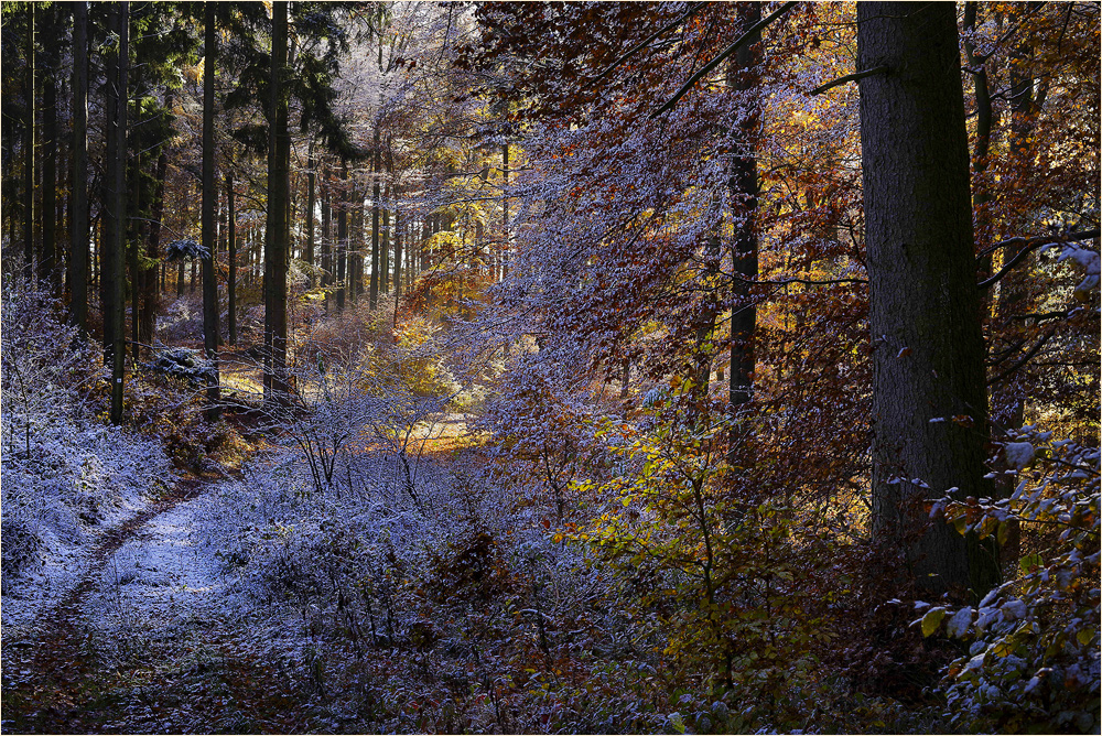 Kaltwarmer Herbstwinterwald