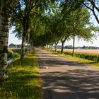 [ Kalverdijk, Allee ]