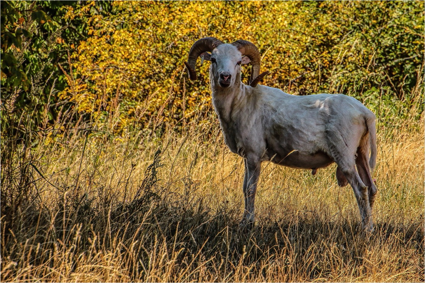 Kam ein Bock des Weges