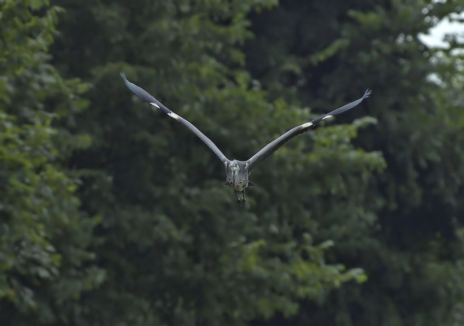 Kam ein Vogel geflogen...