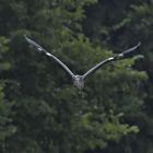 Kam ein Vogel geflogen...