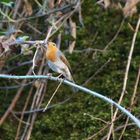 Kam ein Vogel geflogen