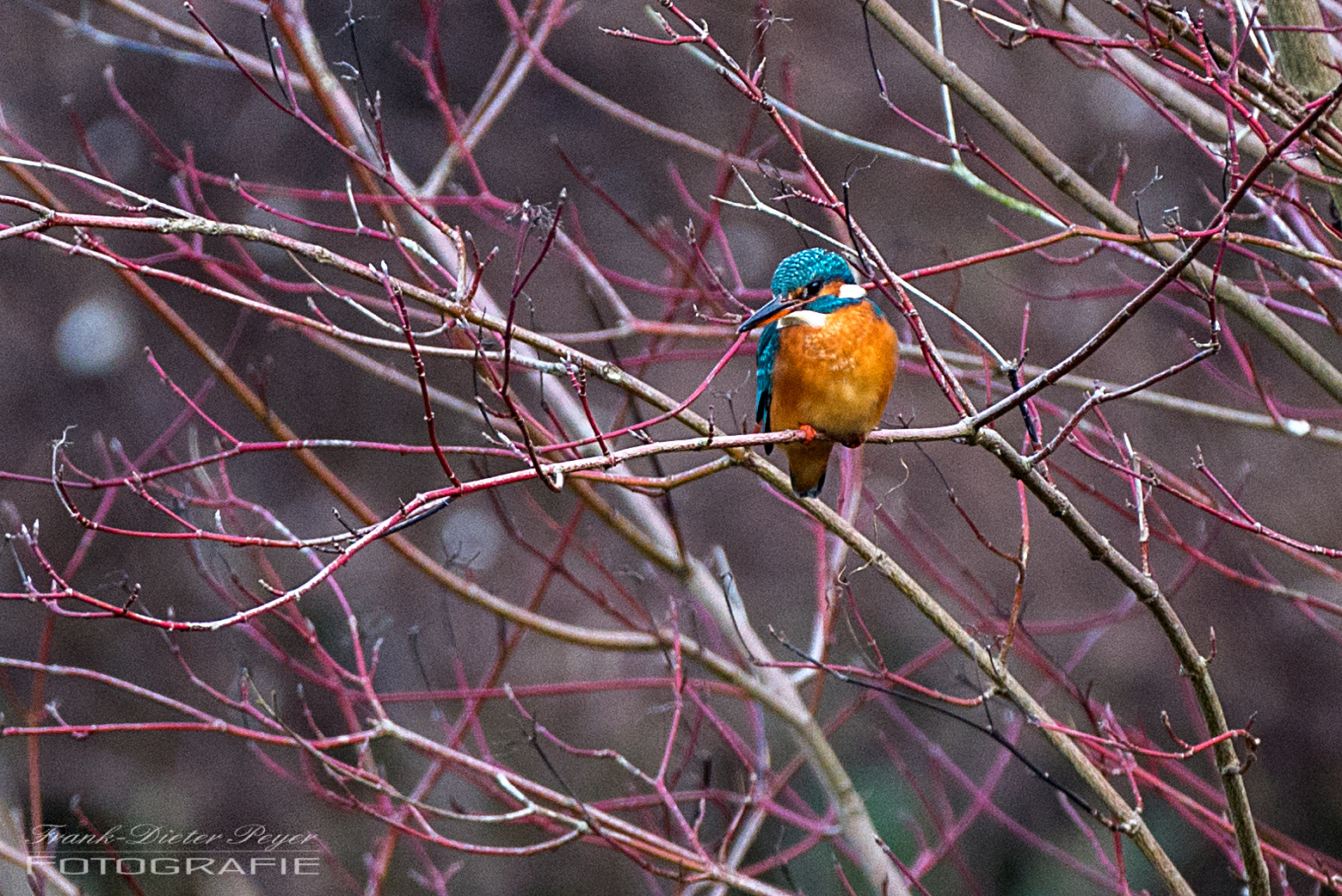 Kam ein Vogel geflogen ....