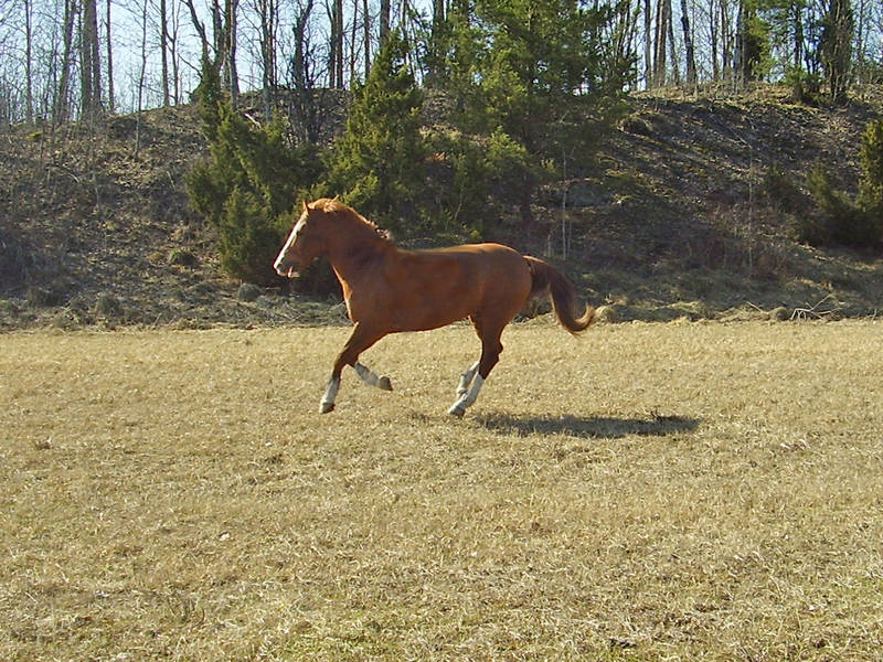 Kamado