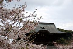 Kamakura - Kencho-ji temple