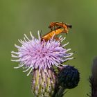 Kamasutrastellung bei den Weichkäfern