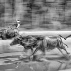 Kambala ~ Karnataka, India (re-edit)