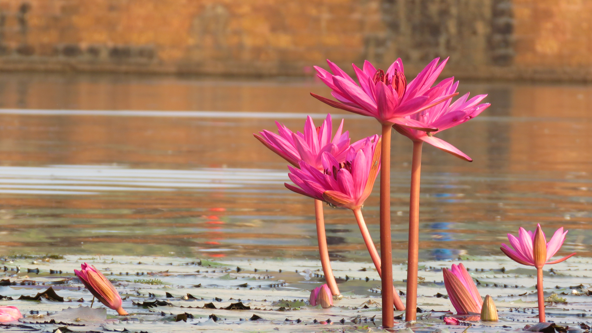 Kambodscha (2019), Angkor Wat