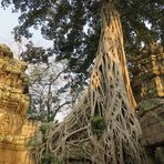 Kambodscha (2020), Ta Prohm