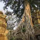 Kambodscha (2020), Ta Prohm