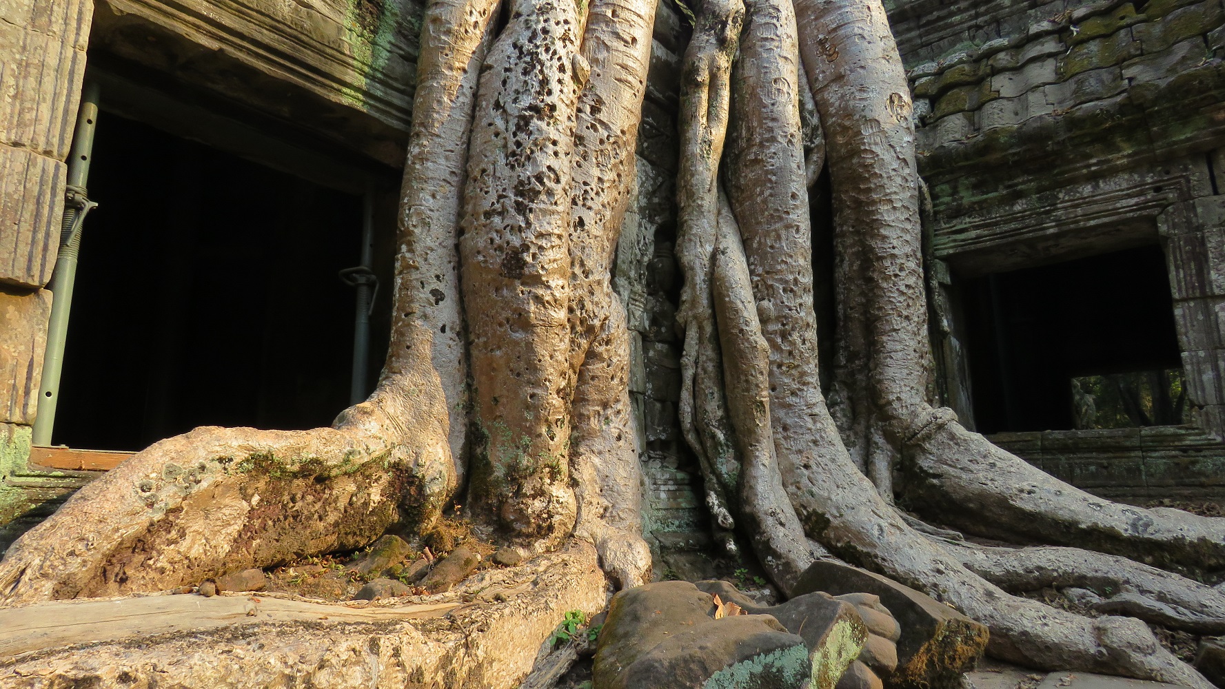 Kambodscha (2020), Ta Prohm Tempel