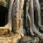 Kambodscha (2020), Ta Prohm Tempel