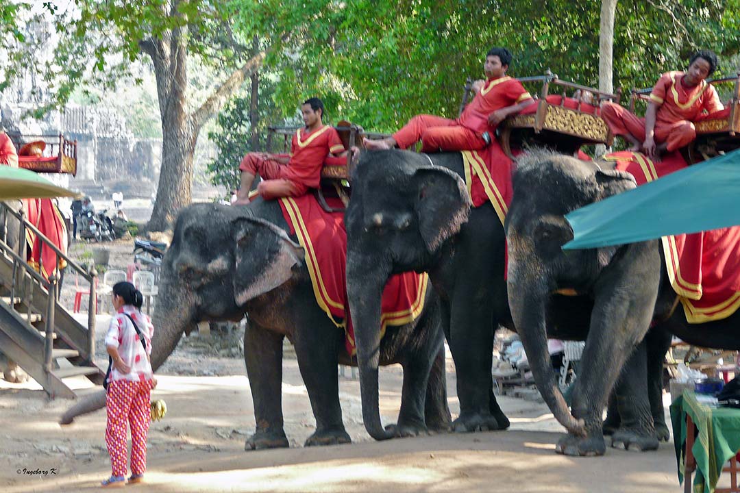 Kambodscha - Angkor - 2011 - Elefanten für Besucher der Anlagen