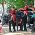 Kambodscha - Angkor - 2011 - Elefanten für Besucher der Anlagen