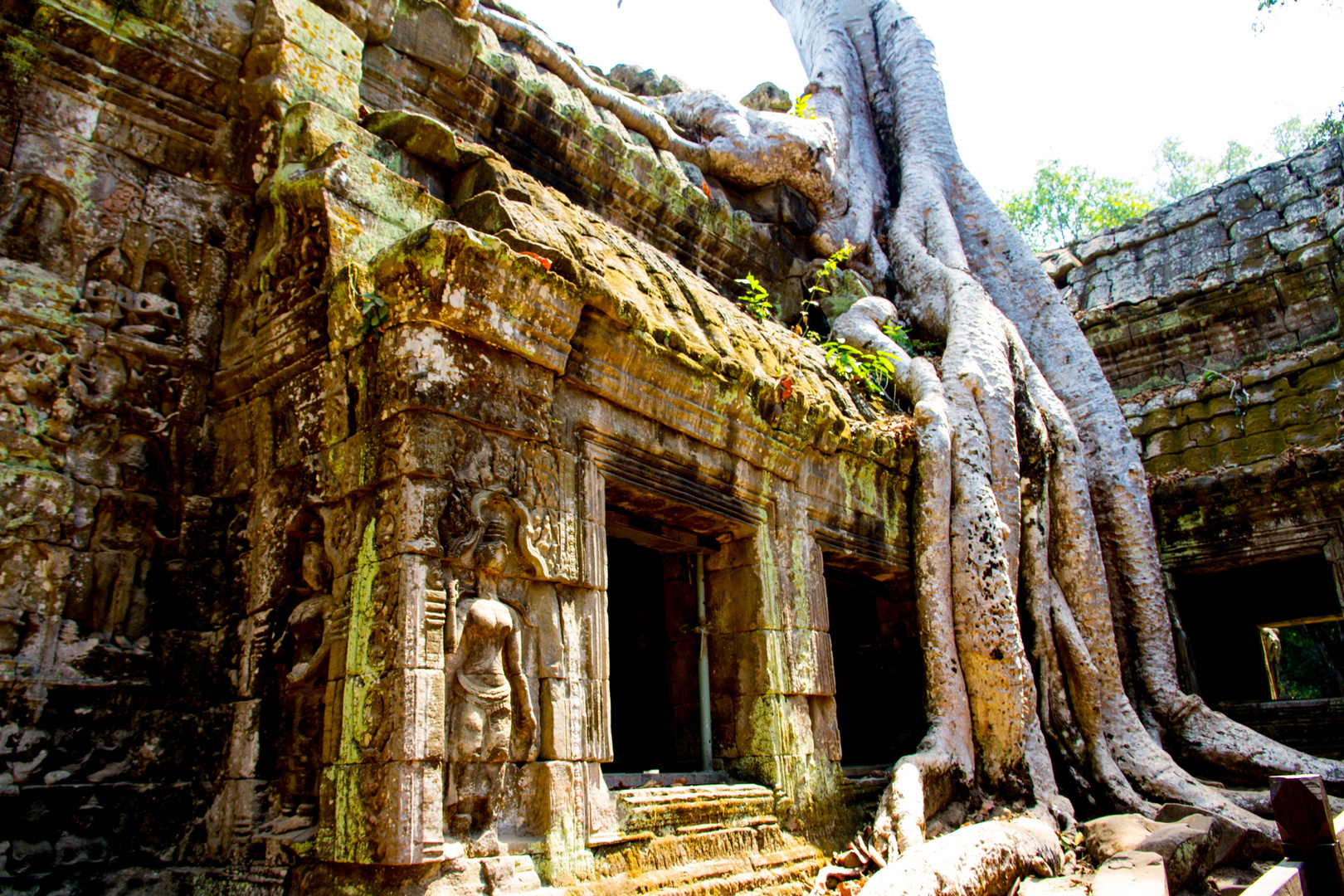 Kambodscha* Ankor Wat *Tempelanlage *Ta Prohm*