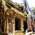 Kambodscha* Ankor Wat *Tempelanlage *Ta Prohm*