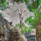 Kambodscha - Ta Phrom 2