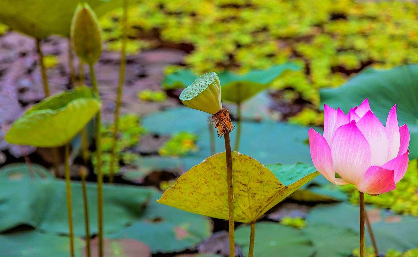 Kambodschanischer Lotus