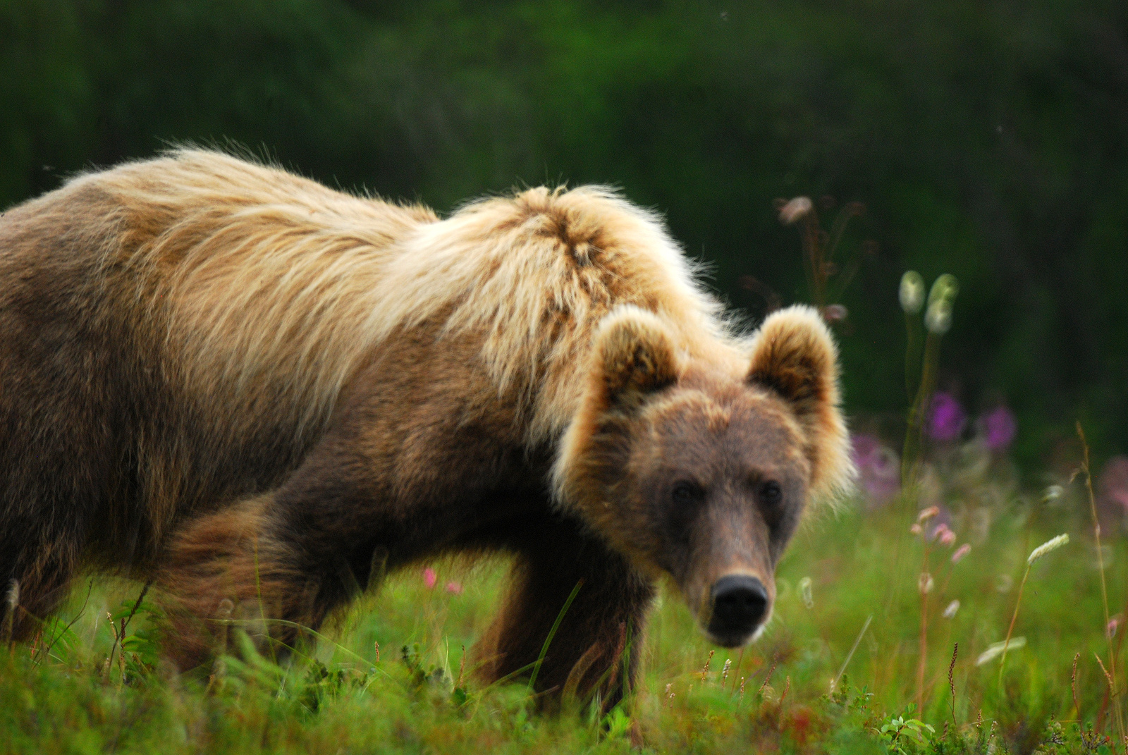 kamchatka russian bear